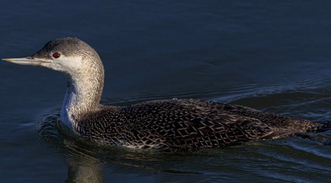 Spending time with a Red-throated Loon in eastern NJ